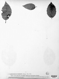 Gloeosporium robergei image